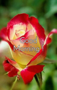 Good Morning Images new