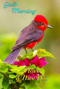Good Morning Inspirational Images