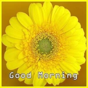 Good Morning Saturday Images