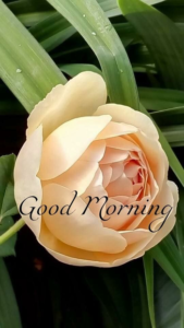 Good Morning Spring images