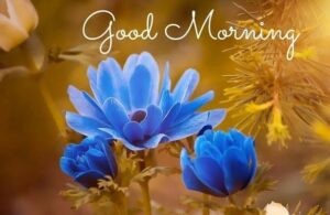 Good Morning Wednesday Images and Quotes