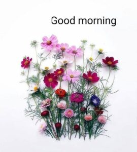 Good Morning Wednesday images
