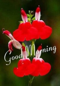 Good Morning images