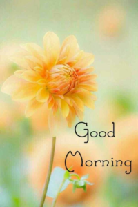 Good Morning images Friday