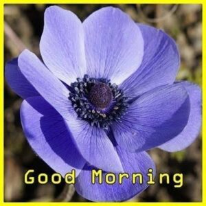 Good Morning images Monday