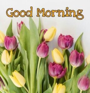 Good Morning images Tuesday