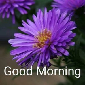 Good Morning images With