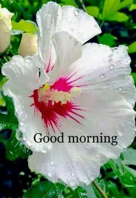 Images Good Morning Blessings