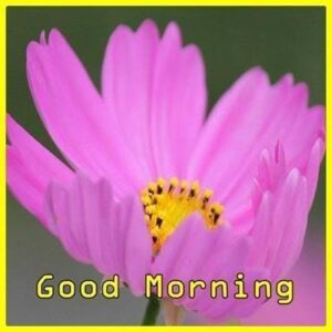 Images of Good Morning Sunshine