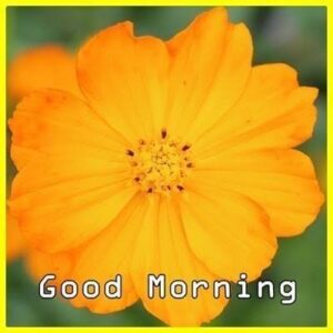 good Morning Sunshine images